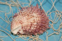 Spondylus barbatus violett ca.6cm