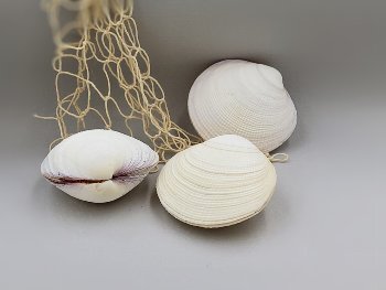 Codacia tegrina natur 3" ca.8cm