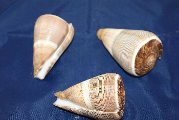 Conus igulinus 3"up ca.9cm