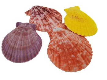 Pecten verschiedene Farben ca.6cm