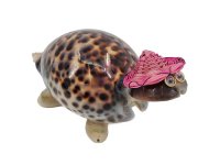 Schildkröte Cowrie ca.10cm
