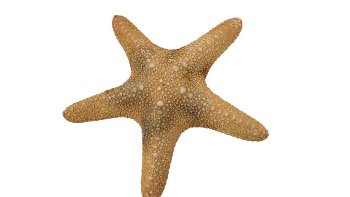 Jungle Starfish 8-10` 20-25cm