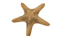 Jungle Starfish 8-10` 20-25cm