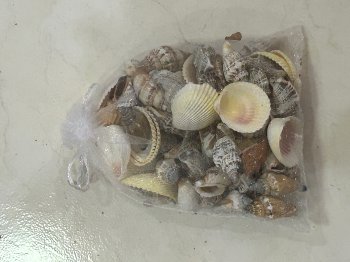 Muscheln im weißen Netz 13cm