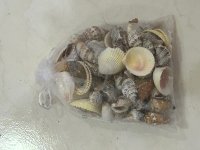Muscheln im weißen Netz 13cm