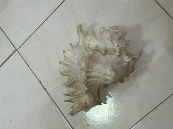 Murex ramosus 27cm