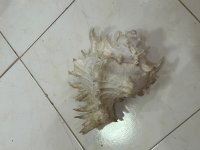 Murex ramosus 27cm