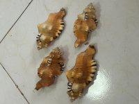 Cemapium lotorium 11-14cm