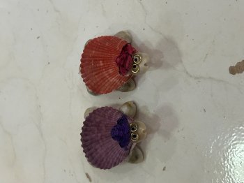 Schildkröte Pecten mit Hut und Brille