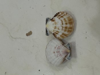 Pecten natur 4cm